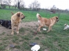 Filename=chiens_avril_2014__5.JPG
Filesize=790KiB
Dimensions=947x710
Date added=%359 %05, %2014 chiens_avril_2014__5.JPG