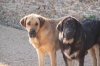 Filename=dren6_5_mois_+_man.jpg
Filesize=113KiB
Dimensions=727x485
Date added=%886 %02, %2011 dren6_5_mois_+_man.jpg