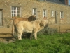 Filename=kro_came_11_08.jpg
Filesize=158KiB
Dimensions=622x467
Date added=%625 %02, %2008 kro_came_11_08.jpg