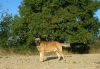 Filename=kromagnon_s.jpg
Filesize=182KiB
Dimensions=643x448
Date added=%387 %22, %2009 kromagnon_s.jpg