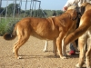 Filename=manchas1~1.jpg
Filesize=261KiB
Dimensions=876x657
Date added=%751 %08, %2010 manchas1~1.jpg