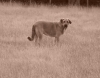 Filename=manchas_11_mois.jpg
Filesize=157KiB
Dimensions=767x602
Date added=%764 %18, %2010 manchas_11_mois.jpg