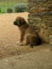 Filename=manchas_11_semaines_(5).JPG
Filesize=116KiB
Dimensions=438x584
Date added=%735 %13, %2009 manchas_11_semaines_(5).JPG