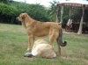 Filename=manchas_11mois_3.jpg
Filesize=229KiB
Dimensions=819x614
Date added=%764 %18, %2010 manchas_11mois_3.jpg