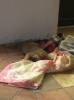 Filename=manchas_7semaines2.JPG
Filesize=46KiB
Dimensions=356x479
Date added=%908 %18, %2009 manchas_7semaines2.JPG