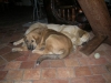 Filename=manchas_et_camelia1.jpg
Filesize=104KiB
Dimensions=594x446
Date added=%728 %19, %2010 manchas_et_camelia1.jpg