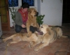 Filename=triowith_me3.jpg
Filesize=98KiB
Dimensions=564x448
Date added=%727 %19, %2010 triowith_me3.jpg