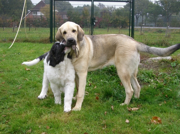 Tess with Floor
Tess playing with her newest friend, 4 months old mastin del pirineo
