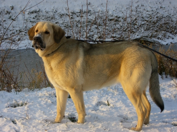 Tess Tornado Erben - 9 months
(Ramonet x Florita Maja Tornado Erben)

Keywords: snow nieve