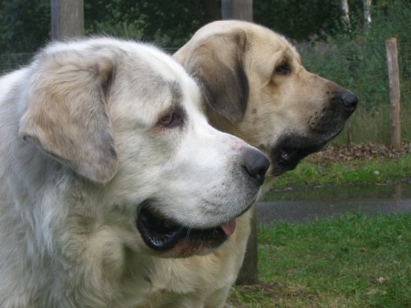 Rosie & Tess
Rosie, 3 yrs Mastín del Pirineo and Tess Tornado Erben, 18 months
