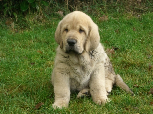 Elfonso Tornado Erben (Dali de Aljabara x Sofia Sol Tornado Erben) 8weeks
