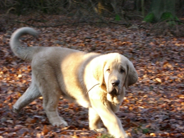 Elfonso, 14 weeks
