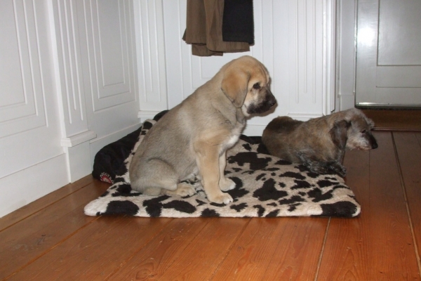 Tess 9 weeks
Tess with 15 yrs old wired haired dachshound "Janneke"
