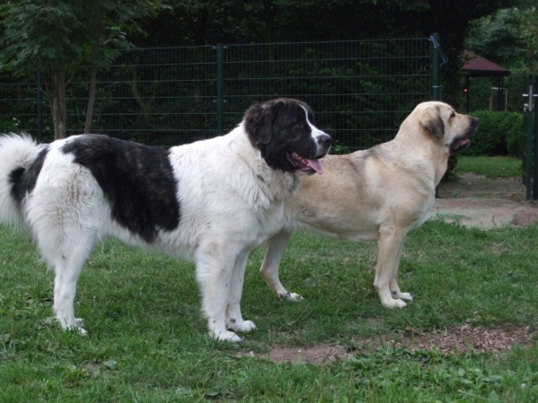 Tess with Floor, mastín del pirineo
