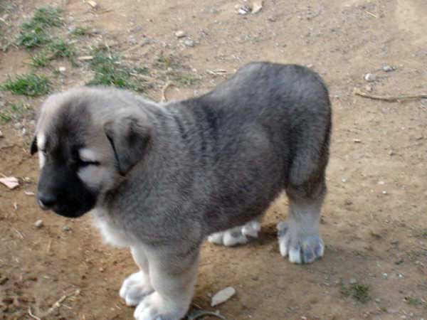 Cachorro de los Mercegales
(Junco de Galisancho x Gala de Fuente Mimbre)
15.12.2006
Keywords: puppyspain puppy cachorro mercegales