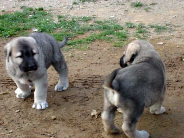 Cachorros de los Mercegales
(Junco de Galisancho x Gala de Fuente Mimbre)
15.12.2006
Keywords: puppyspain puppy cachorro mercegales