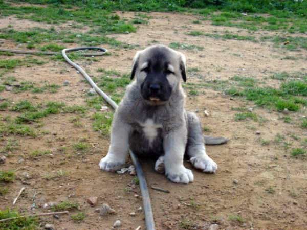 Cachorro de los Mercegales - 1 mes
(Junco de Galisancho x Gala de Fuente Mimbre)
15.12.2006
Keywords: puppyspain puppy cachorro mercegales