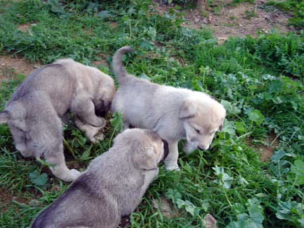 Cachorros de los Mercegales
(Junco de Galisancho x Gala de Fuente Mimbre)
15.12.2006
Keywords: puppyspain puppy cachorro mercegales