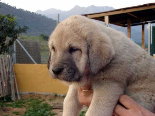 Cachorro de los Mercegales
(Junco de Galisancho x Gala de Fuente Mimbre)
15.12.2006
Keywords: puppyspain puppy cachorro mercegales