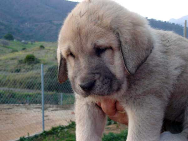 Cachorro de los Mercegales
(Junco de Galisancho x Gala de Fuente Mimbre)
15.12.2006
Keywords: puppyspain puppy cachorro mercegales