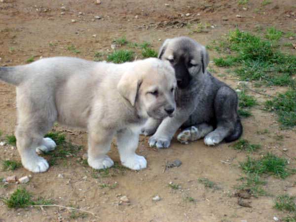 Cachorros de los Mercegales
(Junco de Galisancho x Gala de Fuente Mimbre)
15.12.2006
Keywords: puppyspain puppy cachorro mercegales