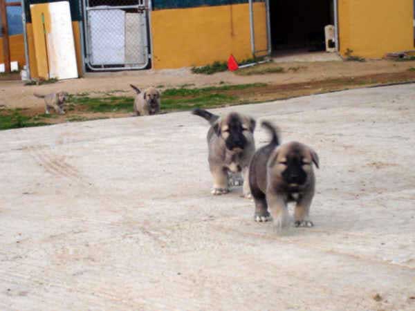 Cachorros de los Mercegales - 1 mes
(Junco de Galisancho x Gala de Fuente Mimbre)
15.12.2006
Keywords: puppyspain puppy cachorro mercegales