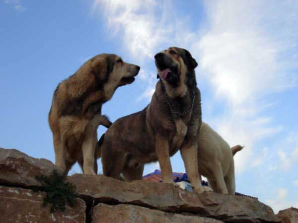 Junco de Galisancho & Nana de los Mercegales
Keywords: mercegales