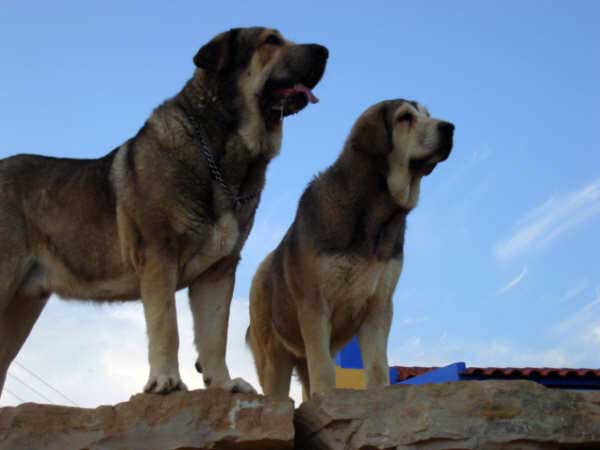 Junco de Galisancho & Nana de los Mercegales
Keywords: mercegales