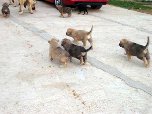 Cachorros de los Mercegales - 1 mes
(Junco de Galisancho x Gala de Fuente Mimbre)
15.12.2006
Keywords: puppyspain puppy cachorro mercegales