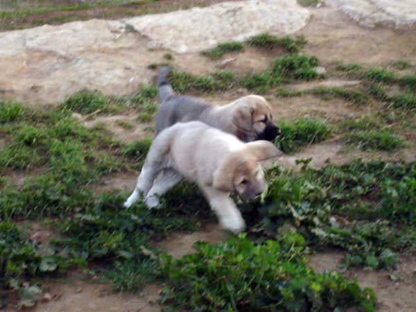 Cachorros de los Mercegales
(Junco de Galisancho x Gala de Fuente Mimbre)
15.12.2006
Keywords: puppyspain puppy cachorro mercegales