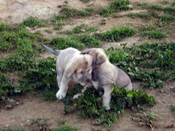 Cachorros de los Mercegales
(Junco de Galisancho x Gala de Fuente Mimbre)
15.12.2006
Keywords: puppyspain puppy cachorro mercegales