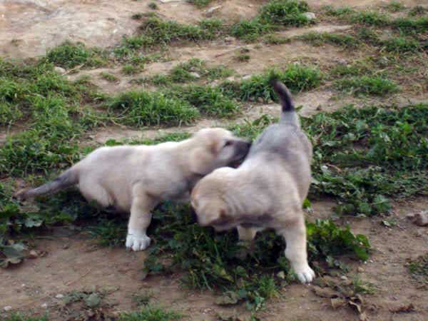 Cachorros de los Mercegales
(Junco de Galisancho x Gala de Fuente Mimbre)
15.12.2006
Keywords: puppyspain puppy cachorro mercegales