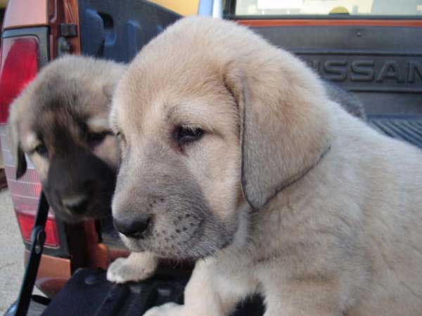 Cachorro de los Mercegales
(Junco de Galisancho x Gala de Fuente Mimbre)
15.12.2006
Keywords: puppyspain puppy cachorro mercegales