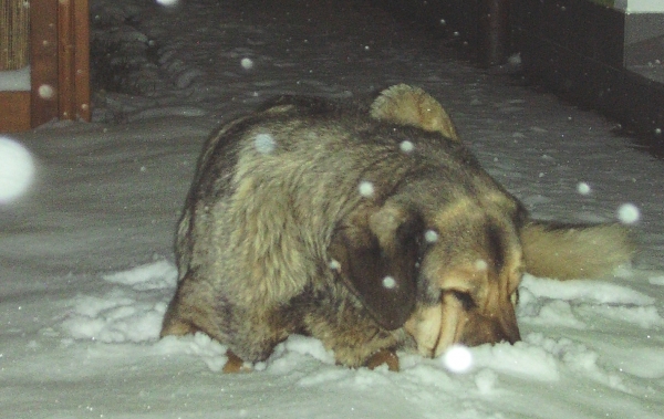 I love snow
[url=http://www.spanelskymastin.cz/]Mendrica Bohemica[/url]
Keywords: snow mendrica