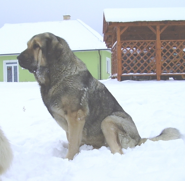 Face Tornado Erben - 2 years
Keywords: snow nieve mendrica