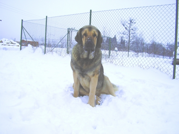 Face Tornádo Erben - 2 years
Keywords: snow nieve mendrica