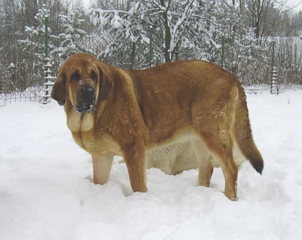 Hetty Tornádo Erben
Keywords: snow nieve mendrica