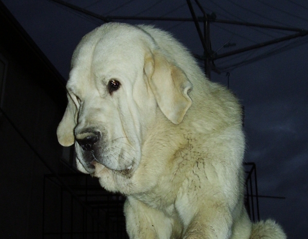 Waku
Our young male - Waku de Lunava - import from Spain!
[url=www.spanelskymastin.cz] Mendrica Bohemica[/url]
Keywords: head portrait cabeza mendrica