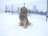 Filename=Face4mala.JPG
Filesize=522KiB
Dimensions=1335x1001
Date added=%552 %25, %2007 Face4mala.JPG