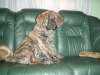 Filename=Dambo_12_week_.JPG
Filesize=94KiB
Dimensions=768x576
Date added=%362 %31, %2007 Dambo_12_week_.JPG