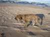 Filename=Dambo_Near_Baltic_See_.JPG
Filesize=77KiB
Dimensions=614x461
Date added=%362 %31, %2007 Dambo_Near_Baltic_See_.JPG
