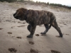 Filename=Dambo_steps_.JPG
Filesize=73KiB
Dimensions=614x461
Date added=%362 %31, %2007 Dambo_steps_.JPG