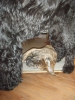 Filename=Look_.JPG
Filesize=80KiB
Dimensions=461x614
Date added=%361 %31, %2007 Look_.JPG