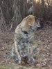 Filename=Profile_.JPG
Filesize=141KiB
Dimensions=576x768
Date added=%361 %31, %2007 Profile_.JPG