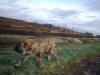 Filename=The_dog_of_wind_.JPG
Filesize=82KiB
Dimensions=614x461
Date added=%360 %31, %2007 The_dog_of_wind_.JPG
