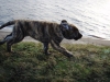 Filename=The_dog_of_wind_2_.JPG
Filesize=74KiB
Dimensions=614x461
Date added=%361 %31, %2007 The_dog_of_wind_2_.JPG