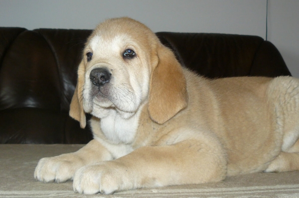 Abonni Con Fundo - 8 weeks
( Ch.Historia Tornádo Erben X Ich.,Ch.Basil Mastifland )
