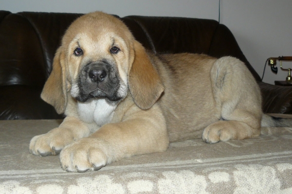 Amie Con Fundo - 8 weeks
( Ch.Historia Tornádo Erben X Ich.,Ch.Basil Mastifland )
