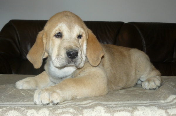 Anabel Con Fundo - 8 weeks
( Ch.Historia Tornádo Erben X Ich.,Ch.Basil Mastifland )
