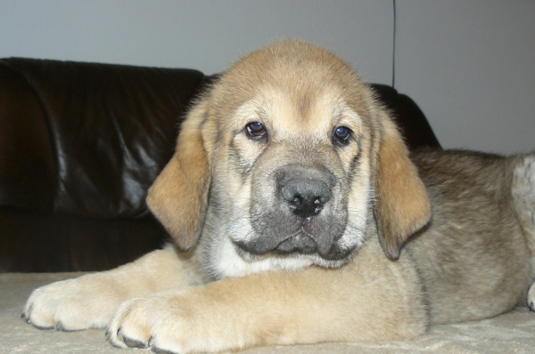 Adonis Con Fundo - 8 weeks
( Ch.Historia Tornádo Erben X Ich.,Ch.Basil Mastifland )
